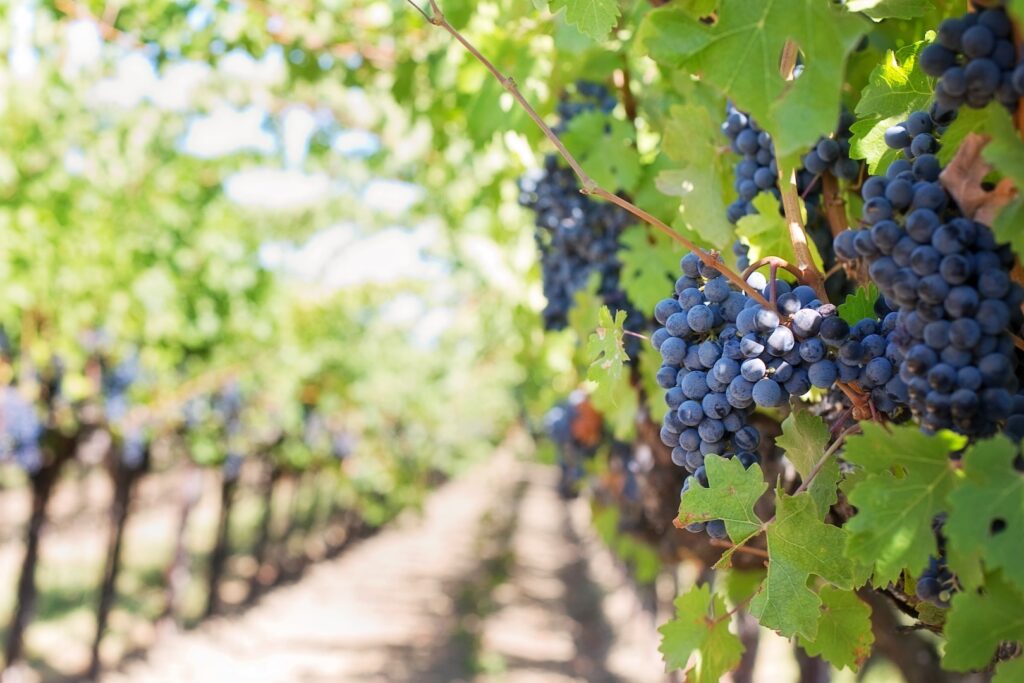 Syrah druiven in de wijngaard